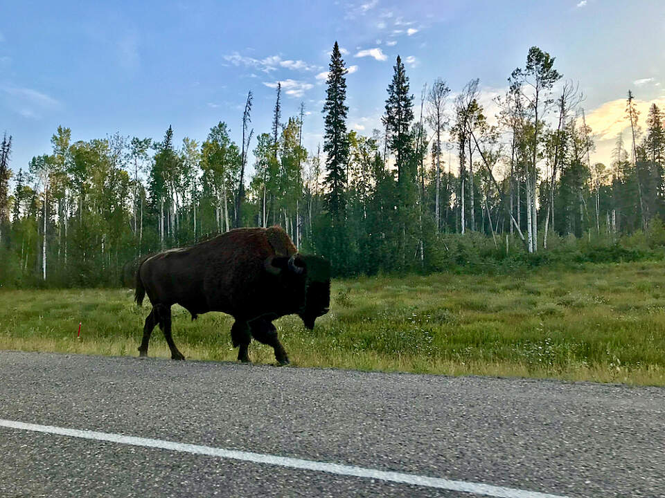 Bison along the Alcan Highway