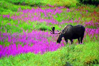 Land Mammals 01 mnp0mn