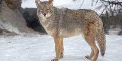 Coyote