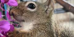 Squirrel