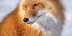 Fox