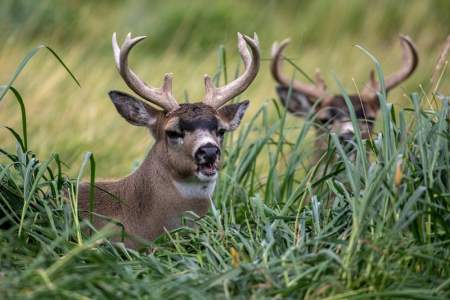 Sitka Blacktail Deer