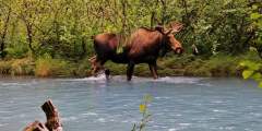 Black Bear Campground