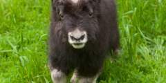 Musk Ox
