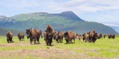 Wood Bison