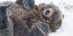 Alaska Wildlife Conservation Center 03 n4yrwm