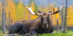Moose