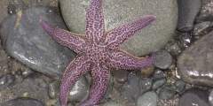 Tidepooling in Homer