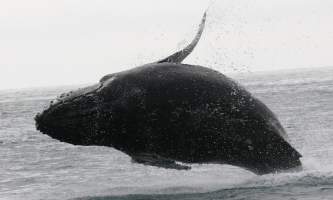 2018-41-Whale_Breaching-pdvqnn