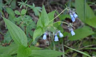 Horseshoe-lake-trail DSC01739-oqs96j