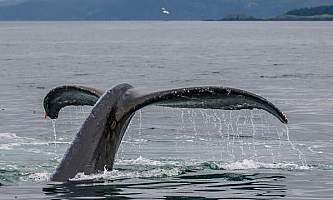 Geographic-marine-expeditions-From_20Jess-8-p4mkj2