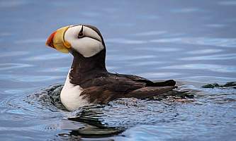 Geographic-marine-expeditions-Jess_Chris_photos_for_Island_C-11-p4mkjf