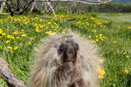 Porcupine