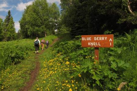 Blueberry Knoll