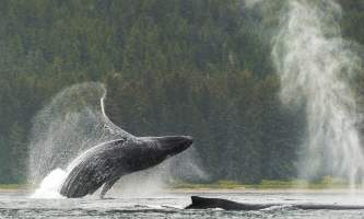 Liz Breaching Whale