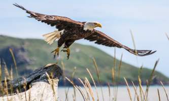 Alaska Bear Adventures with K Bay 282019
