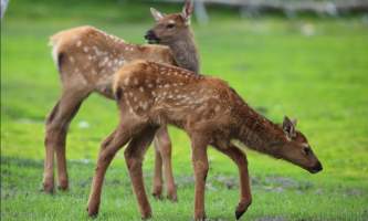 AK Wildlife Conservation Ctr Compressed II2019