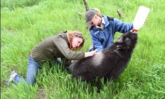 AK Wildlife Conservation Ctr Compressed III2019