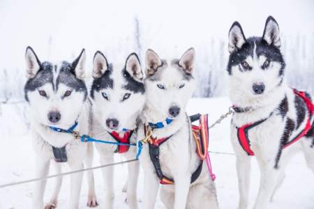 Arctic Dog Adventure Co.