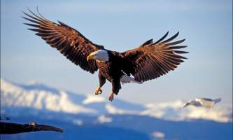 00116853 WEB Chrystal Rozander alaska bear paw charters sitka