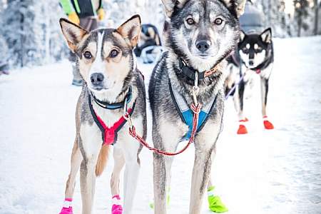 Black Spruce Dog Sledding