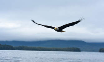 DSC 0080 JPG 1 2 Lukas Brickweg Wildlife Toursalaska org ketchikan wildlife tour