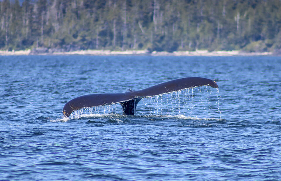 Photo of a whales tail as seen from a trip aboard a Zodiac