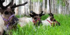 Running Reindeer Ranch