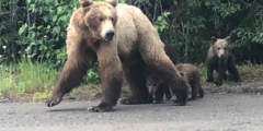 Trail Ridge Air Inc. Bear Viewing