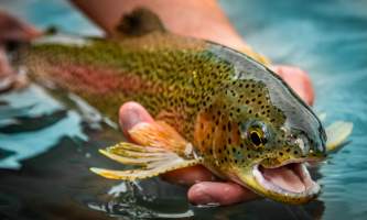 2021 Rainbow Trout