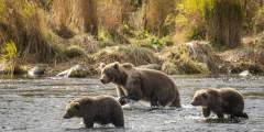 Kodiak Brown Bear Center & Lodge
