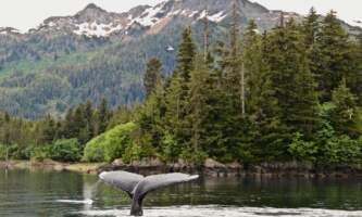 Whales tail prince william sound alaska prince william sound trip ideas